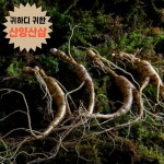 산양산삼 산양삼 강원도 장뇌삼 부모님선물 가정용 선물용 1박스 산양산삼 7뿌리