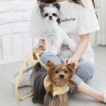 각인 자수 가슴 줄 강아지 하네스 인식표 이름표 커스텀 하네스 리드줄 세트 1개