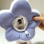 강아지넥카라 애견 쿠션 깔때기 꼬깔 M