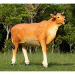 숫소 고깃집 소모형 축제 한우 황소 조형물 암소 인조 C타입