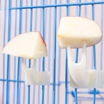 5pcs 내구성 PP 소재 새장 과일 포크 앵무새 먹이 액세서리 애완 동물 새 스낵 홀더