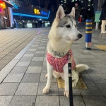 애견 누빔 조끼 꽃무늬 할매 김장조끼 대형견 강아지옷