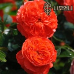 장미묘목 나무 티앤랑로즈 체리온파이어 14cm포트 개화주 가림원예조경 3개
