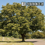 엑스플랜트 느티나무 묘목 조경수 가림원예조경 R4cm 분묘