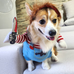 강아지 할로윈 옷 코스튬 애견 처키 M