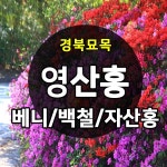 경북농원 철쭉 영산홍 연산홍 조경수 베니 백철 자산홍 석암철쭉 5주묶음 판매중 영산홍 자산홍 5주묶음 1개