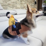 강아지 할로윈 옷 코스튬 애견 약탈범 S