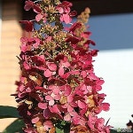 유럽 목수국 윔스레드 포트묘 1개