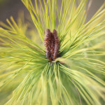 충북농원 황금소나무 소나무 묘목 - H0 5 H0 8 분묘