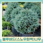 블루버드나무 묘목 스노우화백 P200화분 1개