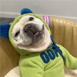 Sevalo 애견 가을 겨울 프렌치 불독 옷 법투 후드 잉투바고 배낭 곰 테디가드 기모 맨투맨 녹색 1개