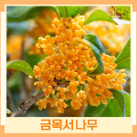 금목서나무 묘목 키1m 분 1개
