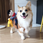 강아지 할로윈 옷 코스튬 애견 약탈범 L