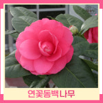 동백나무 묘목 연꽃동백 6치포트묘 1개