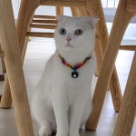 뭉스클럽 고양이 강아지 애견 방울 목걸이 공예품 크리에이터
