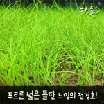 전경수헤어삽 | 미니 헤어 재팬 전경수초