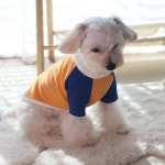 강아지옷 산뜻한 피크닉 티셔츠 봄여름 자체제작 국산 루나몽