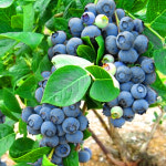 블루베리묘목 블루베리나무 4년생