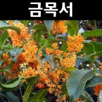 금목서 나무 묘목 H1 5m 분묘 1개 정원수 조경수 남부수종 1개