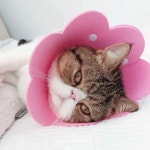 반려동물 넥카라 꽃 모양의 고양이 복구 칼라 엘리자베스 보호 콘 새끼