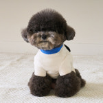 베니즈 베니즈 미스치프 세미크롭 강아지 티셔츠 소형견옷 제라미펫