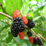 뽕나무묘목 슈퍼오디뽕나무 특묘 유실수 나무묘목YS