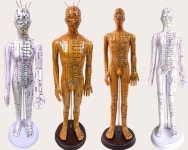 하이따거 한의원 침술연습 중국전통의학 침포인트 마네킹 훈련 1개 회전팔 남성흰색