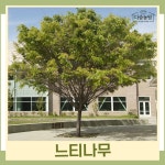느티나무 묘목 R2cm 분 1개