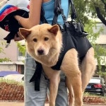 대형견 포대기 중형견 이동 30 45근 가방 산책 들것 외출가방 반려견 오버롤 초대형