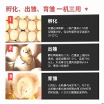 앵무새 대형 달걀부화기 달걀 인큐베이터 MX20모델 부화기 단일 온도조절 오리