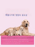 반려동물 애견 산후영양제 산모를 위한 특수캔사료 임신중 수유급식 암캐 수유기 01 6캔