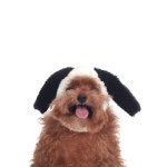 몽슈슈 럭키 독 모자