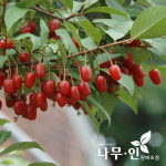 나무인 개량보리수 묘목 2개