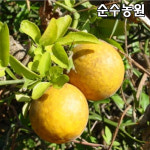 탱자나무 묘목 키80-100cm 뿌리 5개 과실수