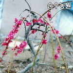 수양매화 홍색꽃 수양홍매화 나무 묘목 접목1년 뿌리 1개