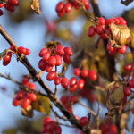 충북농원 산수유 산수유나무 묘목 - R1 5 R3 분묘