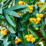 비파나무 묘목 접목1년 대방 5치화분묘