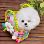 찻잔 개 가방 휴대용 귀여운 짠 바구니 초소형 테디 비숑 통기성 개 산책 가방 1개 6