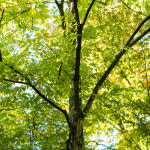 충북농원 직립느티나무 느티나무 묘목 - R3 R5 분묘 용달비별도