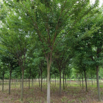 충북농원 직립느티나무 느티나무 묘목 - R3 R5 분묘 용달비별도