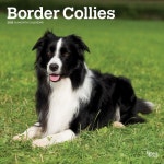 브라운트라우트 브라운트라우트 2954674 2025년 달력 보더콜리 달력 브라우트 30 5 x 61 cm Border Collies