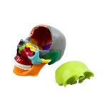 두개골모형 머리뼈 해골 인체 사람 모델 해부학 교구 D타입 성인빅3부분 화이트헤어