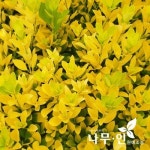 나무인 황금사철나무 키60cm 10개