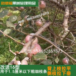 유인추 나무 사과나무 지지대 고정 가지 과수 개량형0640근 100 J39 클립 개량형0640근-J39