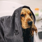 강아지 고양이 애완 동물 건조 수건 극세사 빠른 발톱 흡수성 중 A