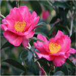 순희농장 애기동백 애기동백나무 산다화 산다화나무 화분 1개 애기동백분50 60센치