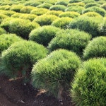 에이치비한밭농원 반송 소나무 묘목 7-8년생 둥근 소나무 조경용 정원수 공원수 1개 반송 8년생 폭60cm