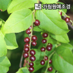 정금나무 묘목 4치장포트 가림원예조경
