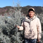 에이치비한밭자문 | 에이치비한밭농원 블루아이스 나무 묘목 7년생 1M50 택배가능 2M이상 용달전용-착불 크리스마스트리 엘사나무 1개 블루아이스 2M이상...