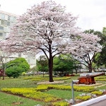 나무생각 착한가격 나무생각 왕벚나무 B2 개화주